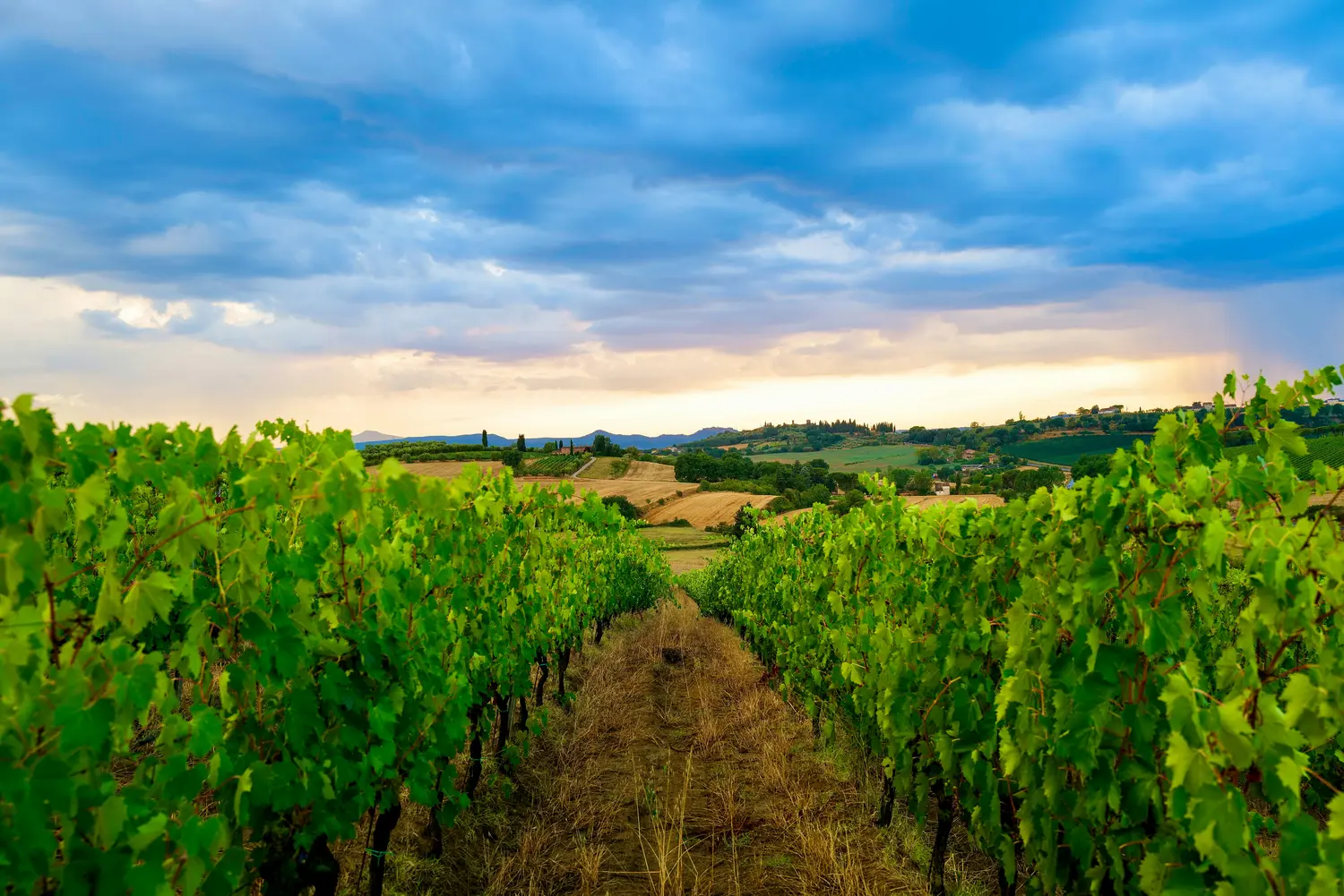 vue sur chemin entre vignes